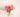Peonies: On Patience, Seasonality, and Why Everyone Waits for Them