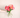 Peonies: On Patience, Seasonality, and Why Everyone Waits for Them