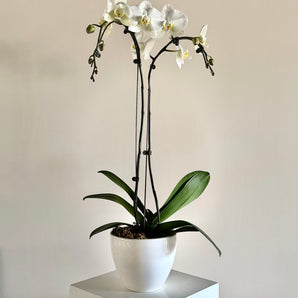 6" Double Orchid