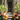 Set up (26 pumpkins)