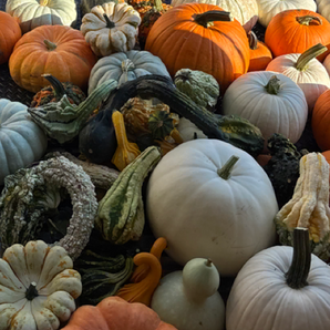 Set up (16 pumpkins)